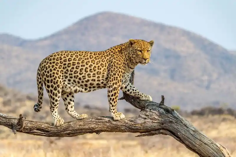 Szybka wysyłka Fototapeta na Flizelinie MS-5-0603 Leopard w Dusternbrook 375 x 250 cm