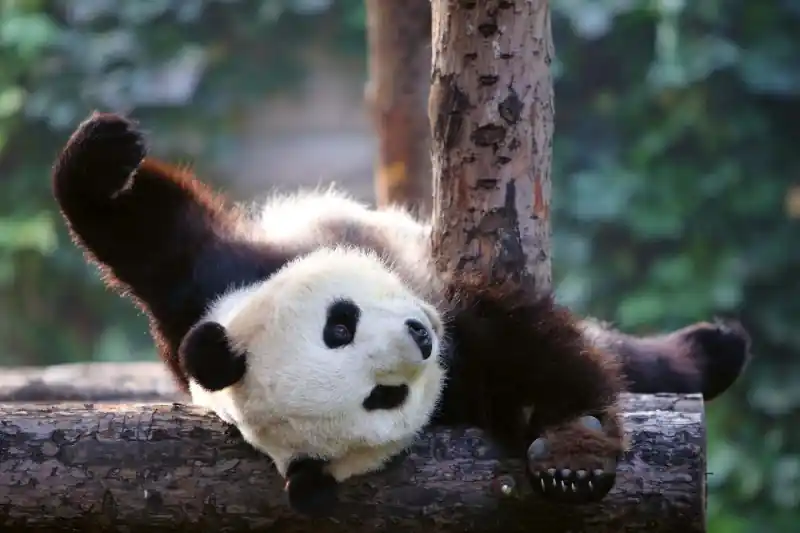 Super okazja Fototapeta na Flizelinie MS-5-0623 Panda 375 x 250 cm