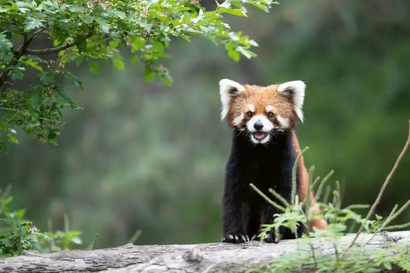 Tani Fototapeta na Flizelinie MS-5-0624 Śmiejąca się czerwona panda 375 x 250 cm
