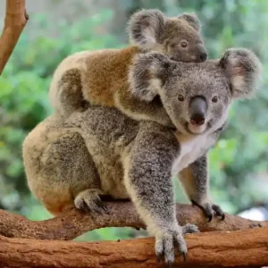 Wysoka jakość Fototapeta na Flizelinie MS-5-0626 Koala z dzieckiem 375 x 250 cm