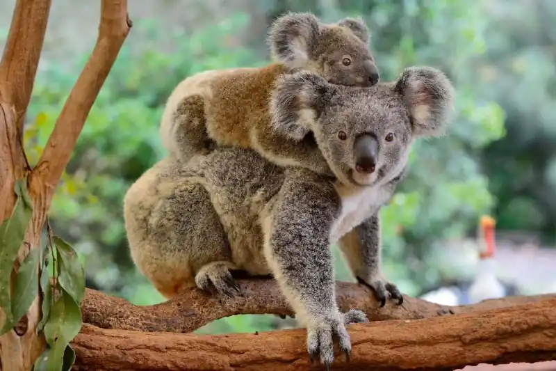 Wysoka jakość Fototapeta na Flizelinie MS-5-0626 Koala z dzieckiem 375 x 250 cm