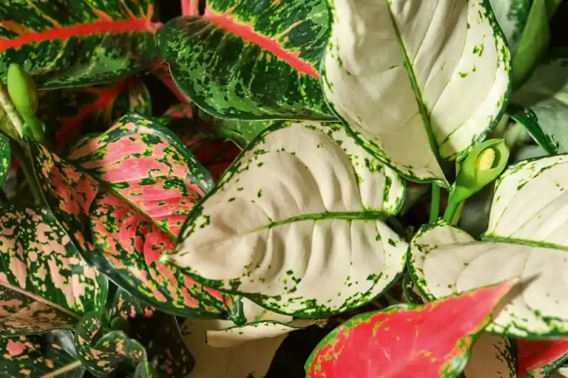 Tani Fototapeta na Flizelinie MS-5-1282 Aglaonema fleece 375 x 250 cm
