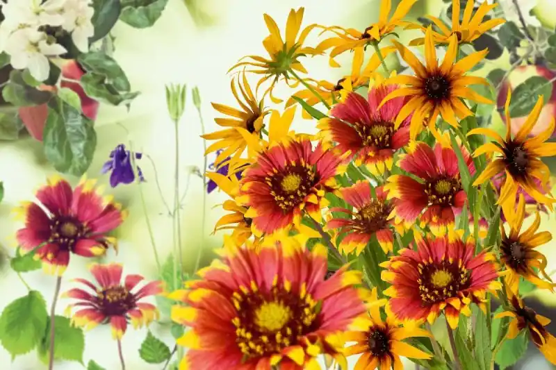 Tylko dziś Fototapeta na Flizelinie MS-5-1291 Kwiaty w ogrodzie 375 x 250 cm