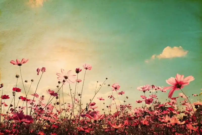 Fototapeta na Flizelinie MS-5-1316 Vintage field 375 x 250 cm Kup online