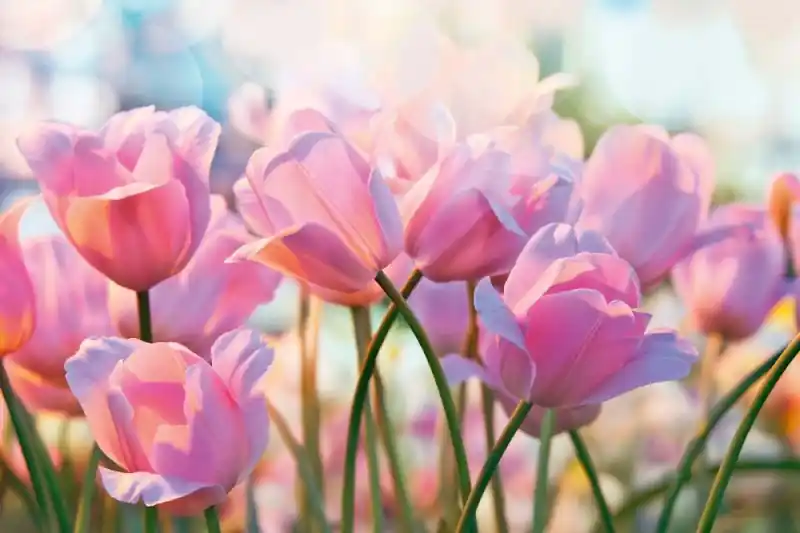 Fototapeta na Flizelinie MS-5-1319 Tulipany różowe 375 x 250 cm Najlepsza cena