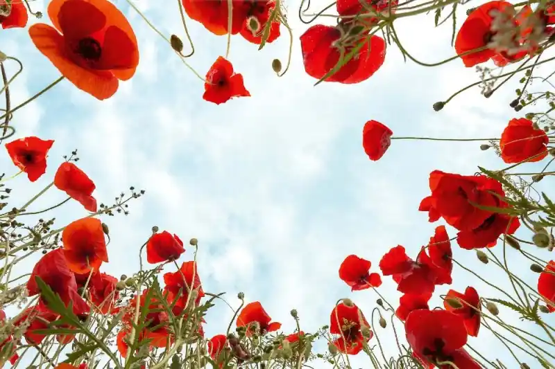 Fototapeta na Flizelinie MS-5-1320 Poppy 375 x 250 cm Darmowa dostawa