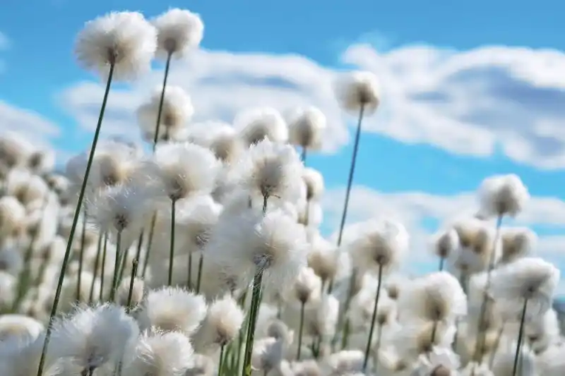 Fototapeta na Flizelinie MS-5-1322 Blooming cotton 375 x 250 cm Wyprzedaż