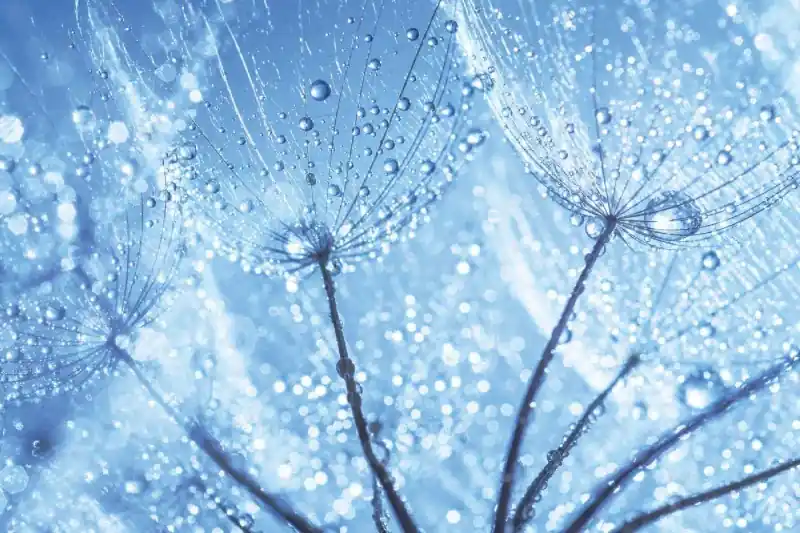 Fototapeta na Flizelinie MS-5-1324 Dandelion detal 375 x 250 cm Nowy