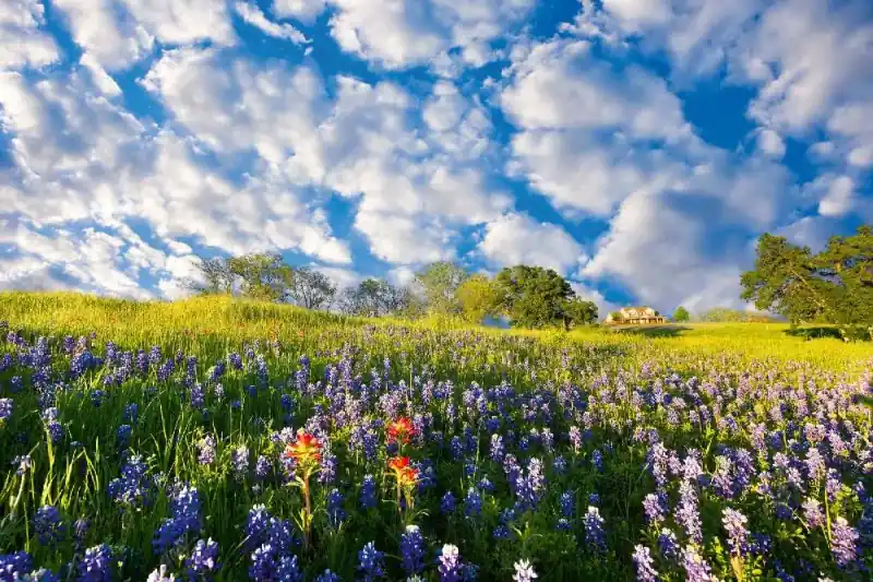 Fototapeta na Flizelinie MS-5-1330 Bluebonnet 375 x 250 cm Hit cenowy