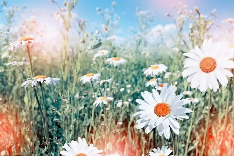 Nowy Fototapeta na Flizelinie MS-5-1349 Daisies 375 x 250 cm