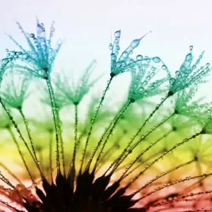 Bestseller Fototapeta na Flizelinie MS-5-1358 Dewy dandelion 375 x 250 cm
