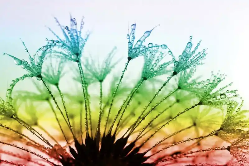 Bestseller Fototapeta na Flizelinie MS-5-1358 Dewy dandelion 375 x 250 cm