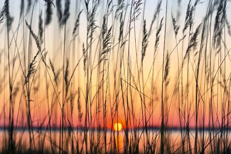 Fototapeta na Flizelinie MS-5-1363 Reeds 375 x 250 cm Ostatnie sztuki