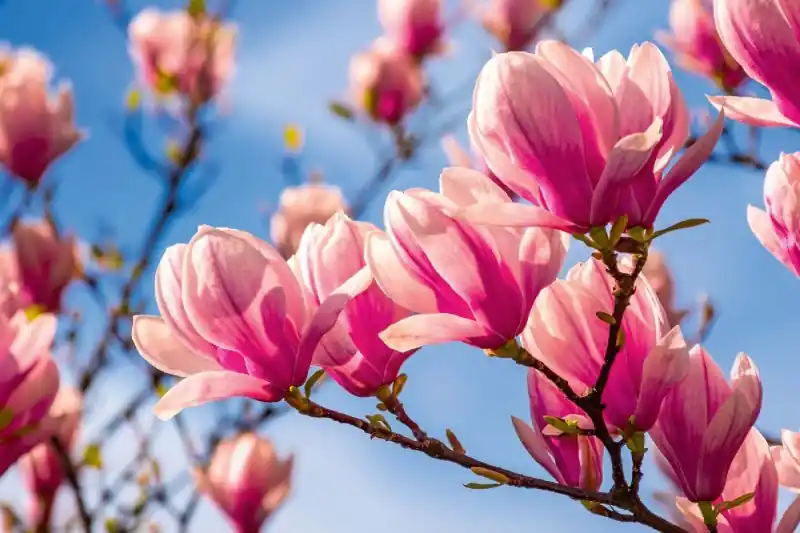 Fototapeta na Flizelinie MS-5-1372 Magnolia 375 x 250 cm Szybka dostawa