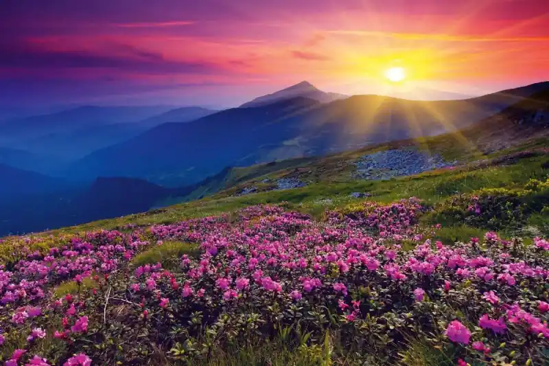 Fototapeta na Flizelinie MS-5-1383 Magiczny rododendron 375 x 250 cm Nie przegap