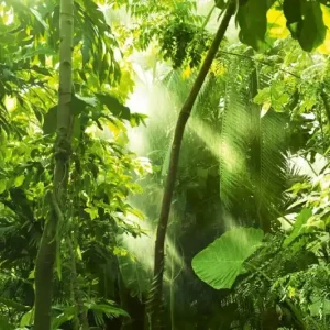 Wybór klientów Fototapeta na flizelinie MS-5-1580 Las tropikalny 375 x 250 cm