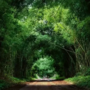 Zniżka Fototapeta na flizelinie MS-5-1598 Bamboo road 375 x 250 cm