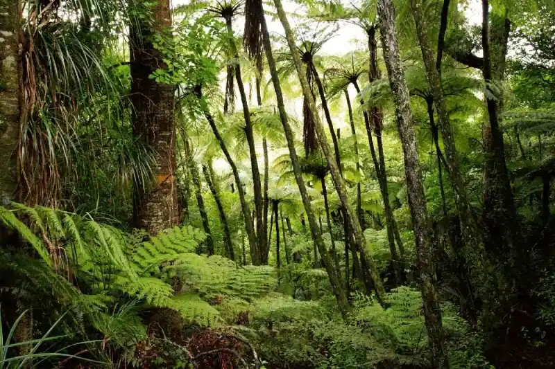 Ograniczona ilość Fototapeta na flizelinie MS-5-1600 Lush rainforest 375 x 250 cm