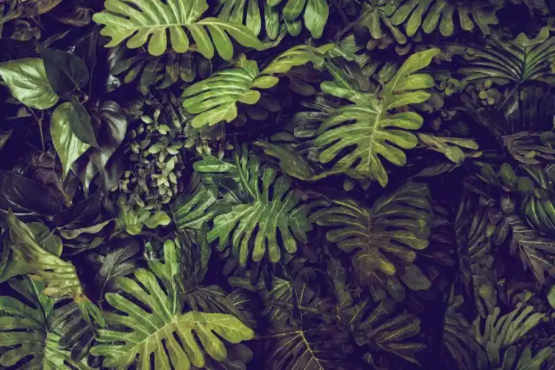 Rabat Fototapeta na flizelinie MS-5-1602 Liście Monstera 375 x 250 cm