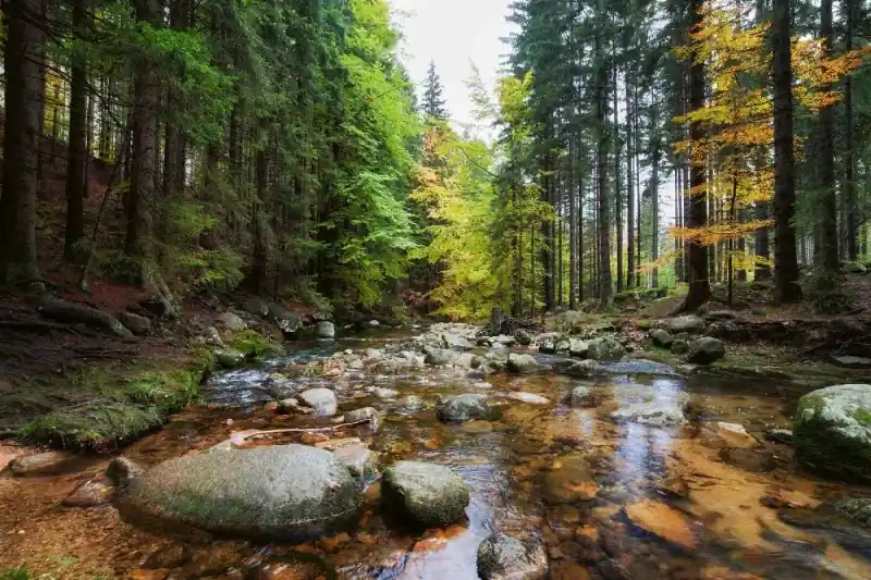Fototapeta na flizelinie MS-5-1616 Strumień leśny 375 x 250 cm Nowość