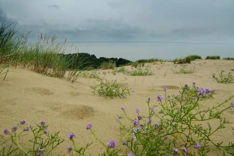 Darmowy zwrot Fototapeta na flizelinie MS-5-1785 Amazing Dunes 375 x 250 cm