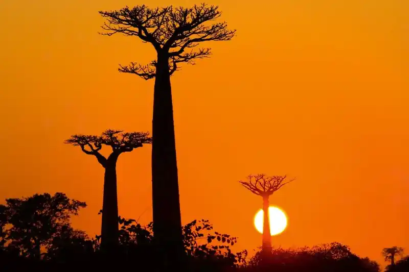 Fototapeta na flizelinie MS-5-1841 Baobab o zachodzie słońca 375 x 250 cm Wysoka jakość
