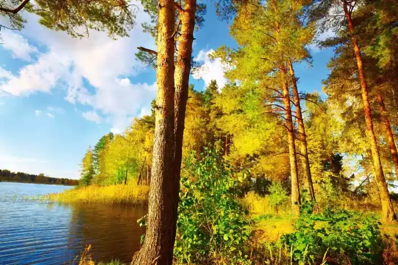 Oferta czasowa Fototapeta na flizelinie MS-5-1845 Słoneczny las 375 x 250 cm