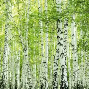 Bezpieczne zakupy Fototapeta na flizelinie MS-5-1853 Las brzozowy wiosenny 375 x 250 cm