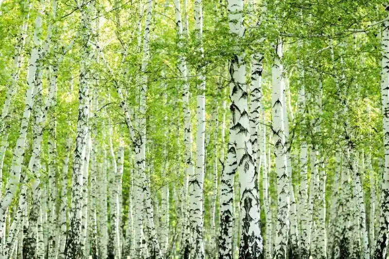 Bezpieczne zakupy Fototapeta na flizelinie MS-5-1853 Las brzozowy wiosenny 375 x 250 cm