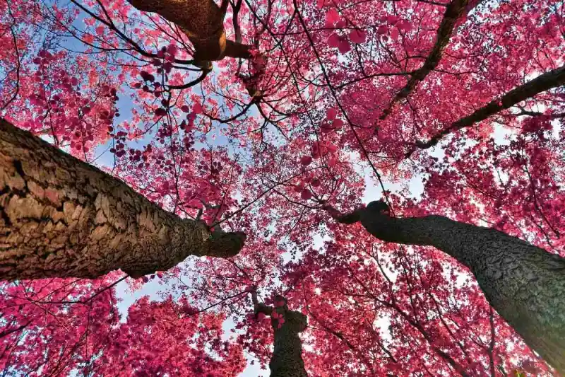 Kup teraz Fototapeta na flizelinie MS-5-1855 Cherry fantasy 375 x 250 cm