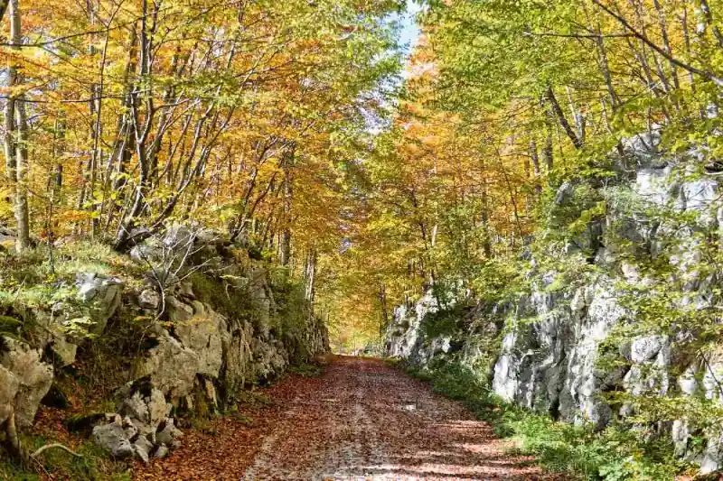 Fototapeta na flizelinie MS-5-1857 Las jesienny 375 x 250 cm Darmowa dostawa