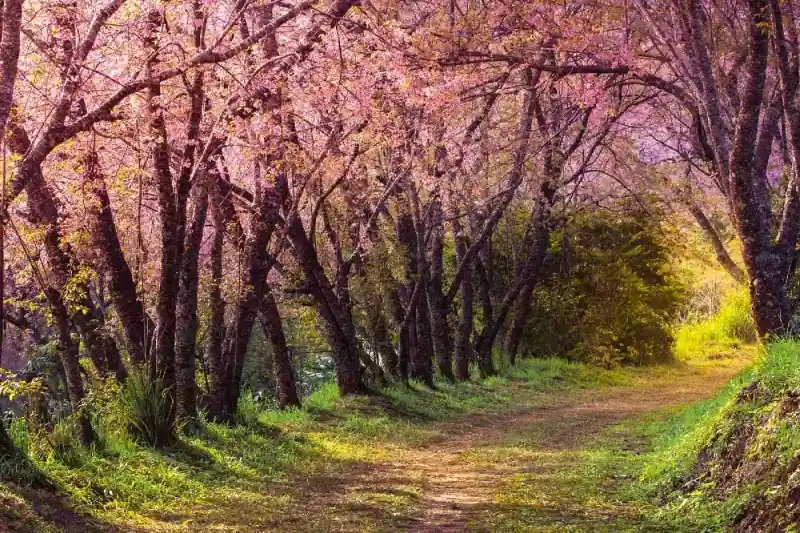Kup teraz Fototapeta na flizelinie MS-5-1858 Różowa sakura 375 x 250 cm