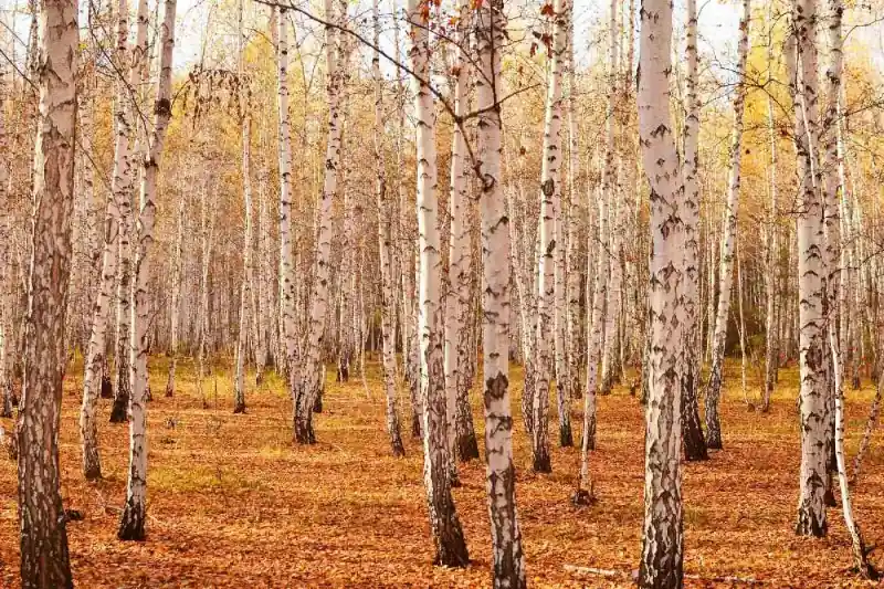 Szybka dostawa Fototapeta na flizelinie MS-5-1876 Birch Grove II. 375 x 250 cm