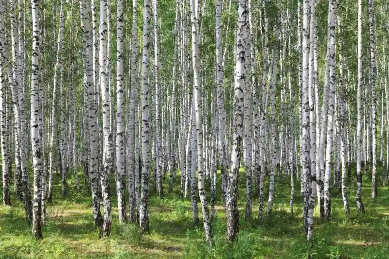 Łatwy zwrot Fototapeta na flizelinie MS-5-1887 Birch Grove III. 375 x 250 cm