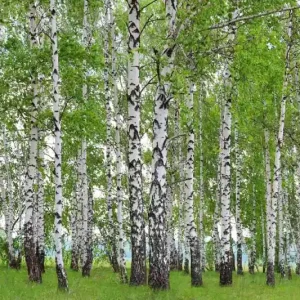 Tylko do końca tygodnia Fototapeta na flizelinie MS-5-1888 Wiosenny gaj brzozowy 375 x 250 cm