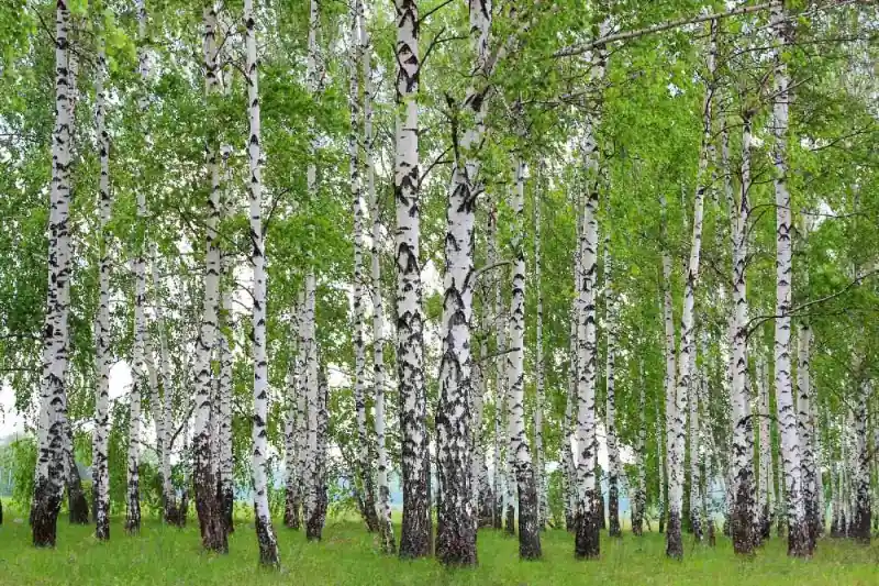 Tylko do końca tygodnia Fototapeta na flizelinie MS-5-1888 Wiosenny gaj brzozowy 375 x 250 cm