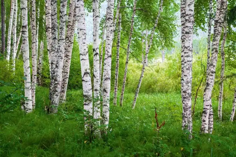 Fototapeta na flizelinie MS-5-1895 Birch Grove IV. 375 x 250 cm Nie przegap