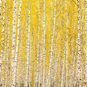 Zniżka Fototapeta na flizelinie MS-5-1898 Brzoza żółta 375 x 250 cm