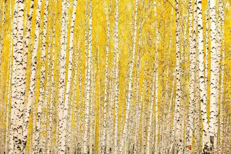 Zniżka Fototapeta na flizelinie MS-5-1898 Brzoza żółta 375 x 250 cm