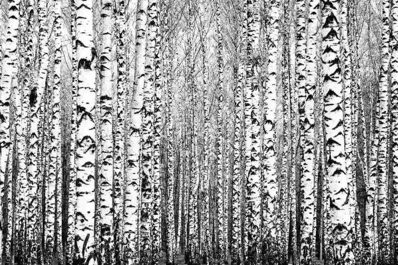 Fototapeta na flizelinie MS-5-1906 Wiosenne kąpielówki 375 x 250 cm Hit sprzedaży