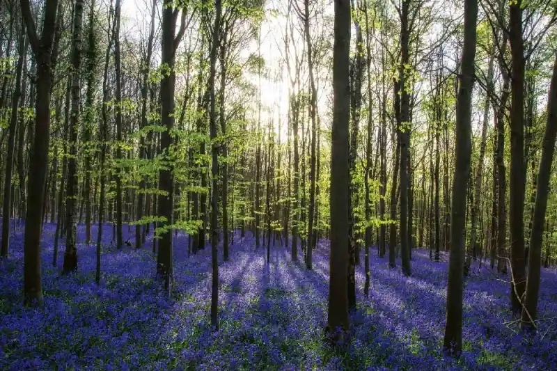 Taniej Fototapeta na flizelinie MS-5-1909 Dywan Bluebell 375 x 250 cm