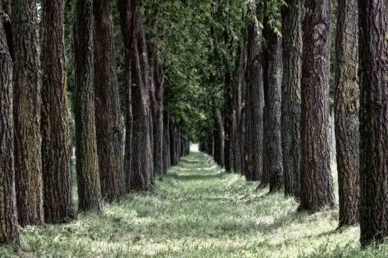 Szybka dostawa Fototapeta na flizelinie MS-5-1910 Las trawiasty 375 x 250 cm