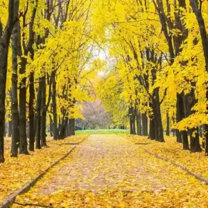 Zamów dziś Fototapeta na flizelinie MS-5-1914 Park jesienny 375 x 250 cm