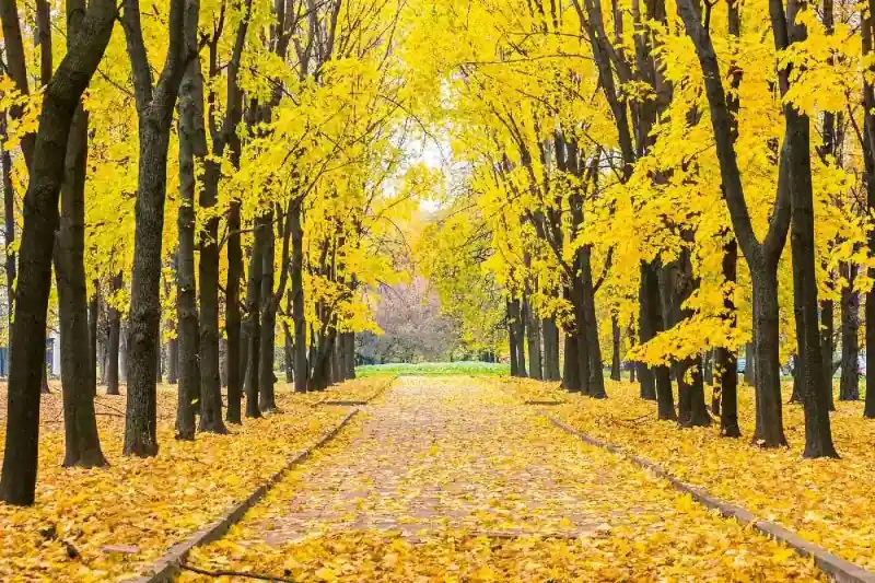 Zamów dziś Fototapeta na flizelinie MS-5-1914 Park jesienny 375 x 250 cm