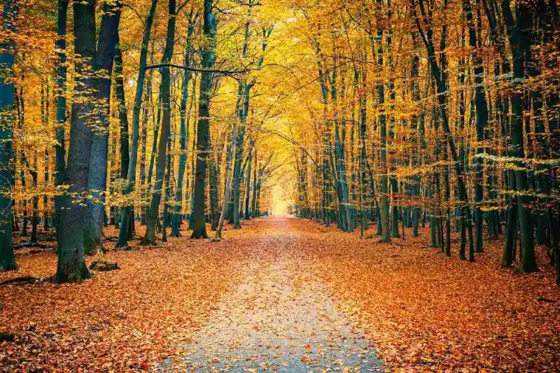 Fototapeta na flizelinie MS-5-1920 Kolorowy jesienny park 375 x 250 cm Łatwy zwrot