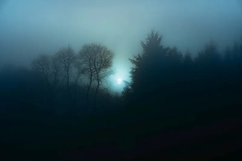 Fototapeta na flizelinie MS-5-1928 Mglisty las nocny 375 x 250 cm Zamów teraz