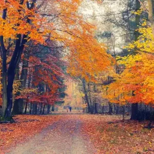 Bestseller Fototapeta na flizelinie MS-5-1931 Ścieżka przez jesienny park 375 x 250 cm