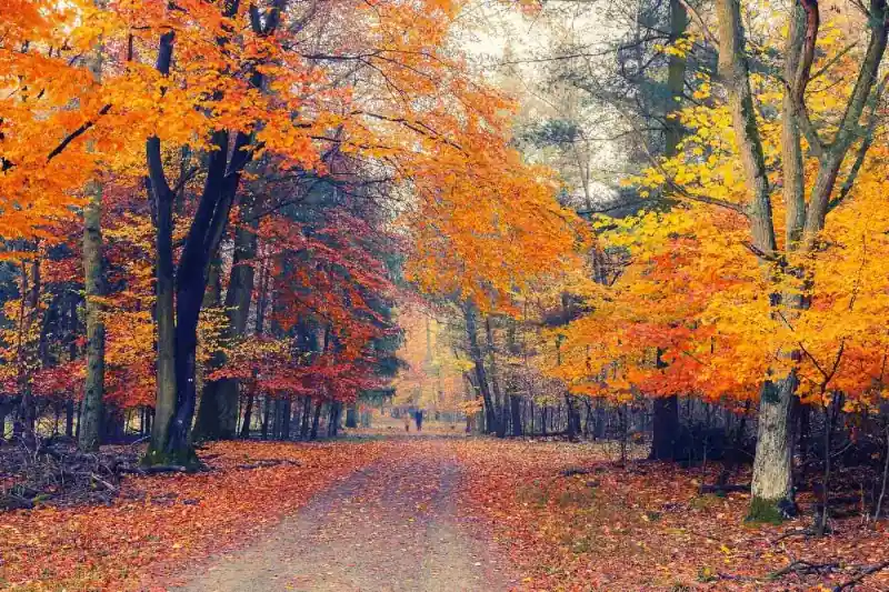 Bestseller Fototapeta na flizelinie MS-5-1931 Ścieżka przez jesienny park 375 x 250 cm