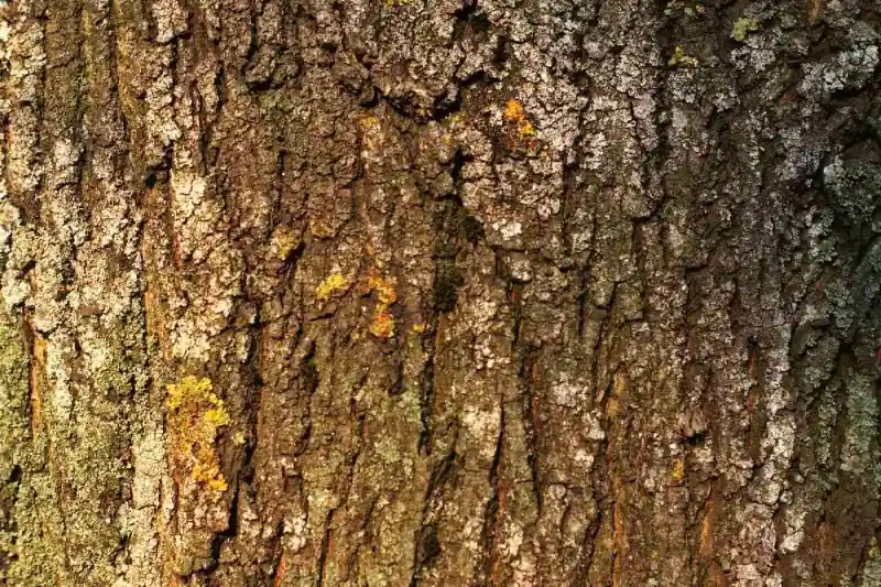 Ekspresowa dostawa Fototapeta na flizelinie MS-5-2336 Kora drzewa z mchem 375 x 250 cm