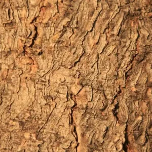 Wyprzedaż Fototapeta na flizelinie MS-5-2337 Tekstura drzewa 375 x 250 cm